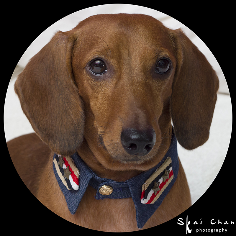 Pet photoshoot session with Luckie Chan Pet photoshoot session with Luckie Chan
