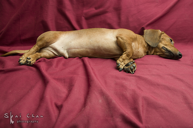 Pet photoshoot session with Luckie Chan Pet photoshoot session with Luckie Chan