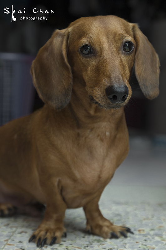 Pet photoshoot session with Luckie Chan Pet photoshoot session with Luckie Chan