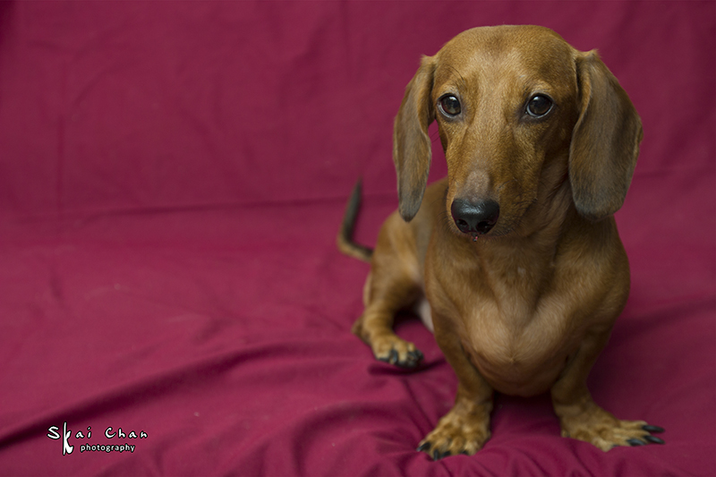 Pet photoshoot session with Luckie Chan Pet photoshoot session with Luckie Chan
