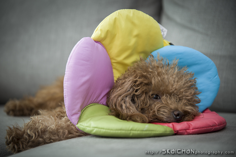 Pet dog photoshoot session with Elmo and Eby at Hougang (indoor) Pet dog photoshoot session with Elmo and Eby at Hougang (indoor)