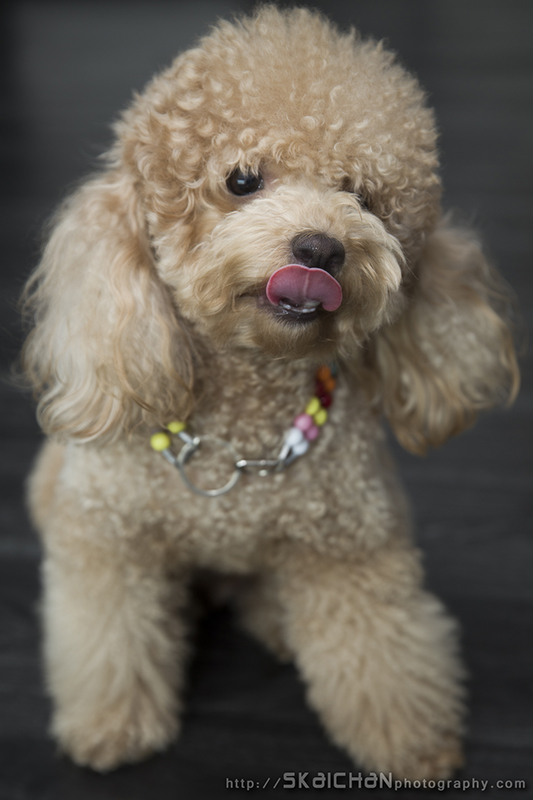 Pet dog photoshoot session with Elmo and Eby at Hougang (indoor) Pet dog photoshoot session with Elmo and Eby at Hougang (indoor)