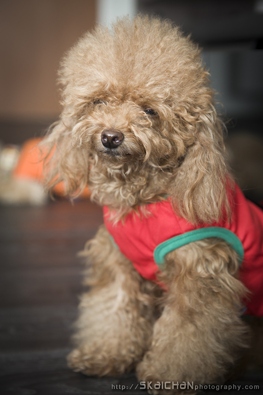 Pet dog photoshoot session with Elmo and Eby at Hougang (indoor) Pet dog photoshoot session with Elmo and Eby at Hougang (indoor)