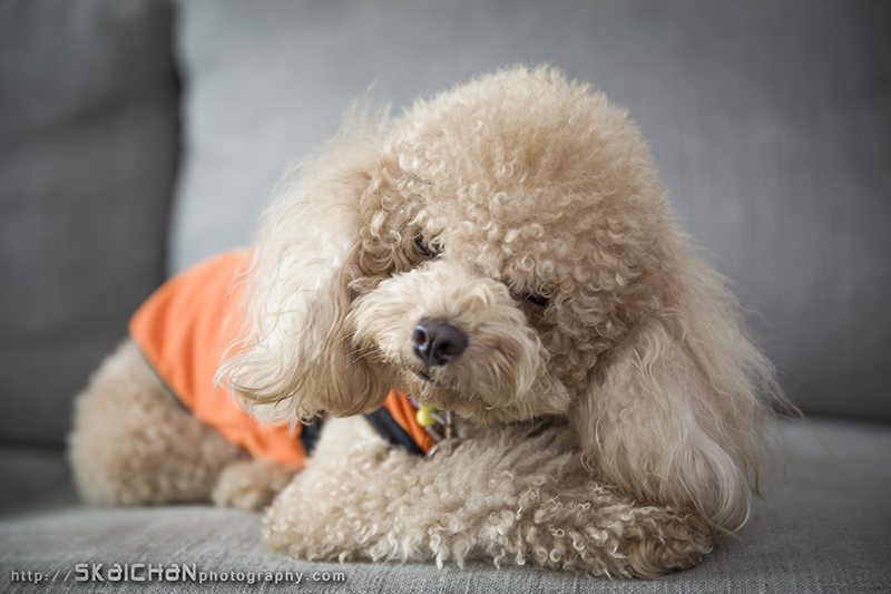 Pet dog photoshoot session with Elmo and Eby at Hougang (indoor) Pet dog photoshoot session with Elmo and Eby at Hougang (indoor)
