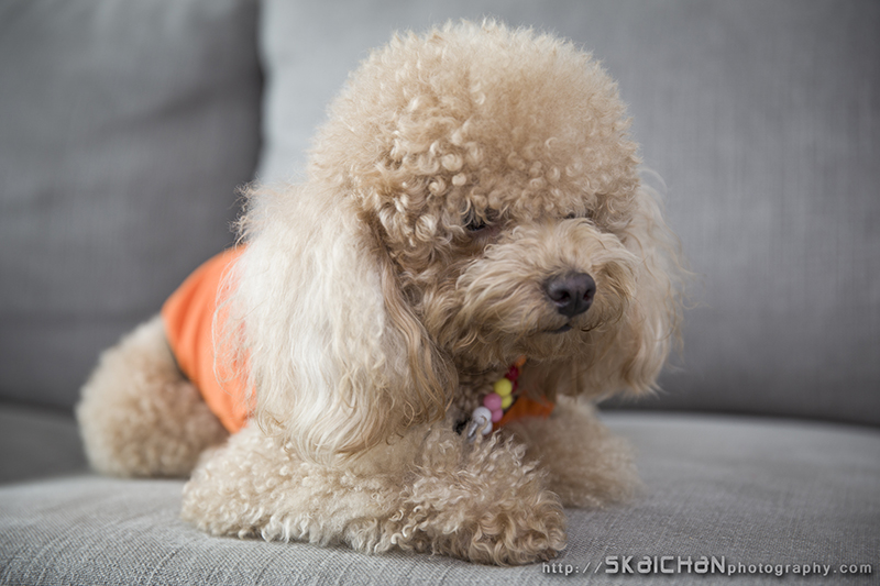 Pet dog photoshoot session with Elmo and Eby at Hougang (indoor) Pet dog photoshoot session with Elmo and Eby at Hougang (indoor)