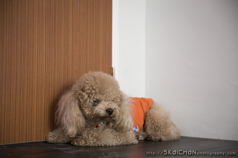 Pet dog photoshoot session with Elmo and Eby at Hougang (indoor) Pet dog photoshoot session with Elmo and Eby at Hougang (indoor)