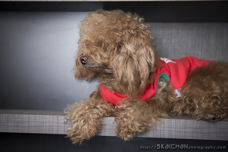 Pet dog photoshoot session with Elmo and Eby at Hougang (indoor) Pet dog photoshoot session with Elmo and Eby at Hougang (indoor)