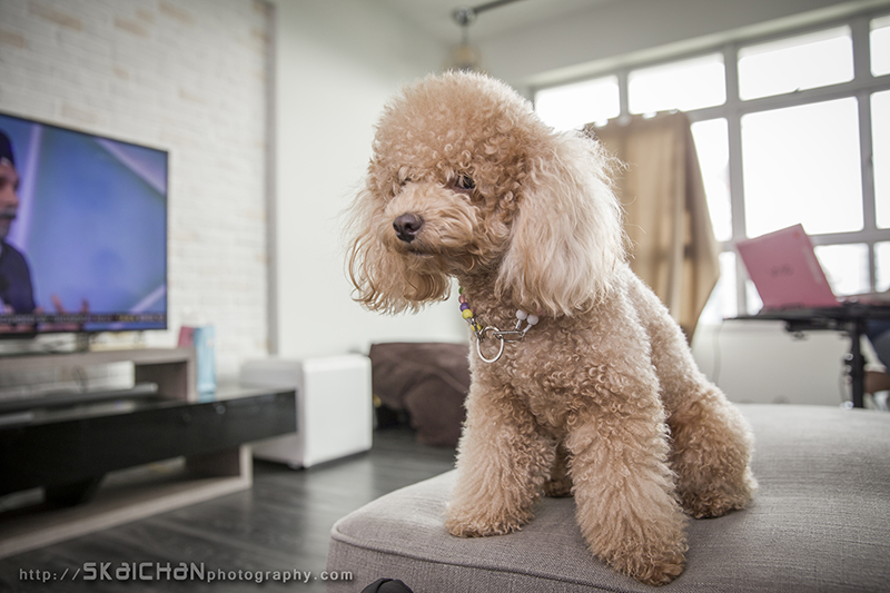 Pet dog photoshoot session with Elmo and Eby at Hougang (indoor) Pet dog photoshoot session with Elmo and Eby at Hougang (indoor)