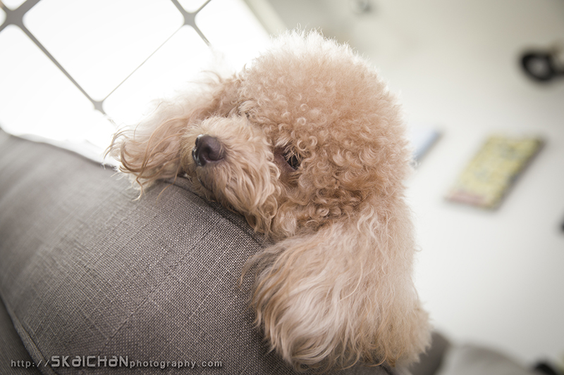 Pet dog photoshoot session with Elmo and Eby at Hougang (indoor) Pet dog photoshoot session with Elmo and Eby at Hougang (indoor)