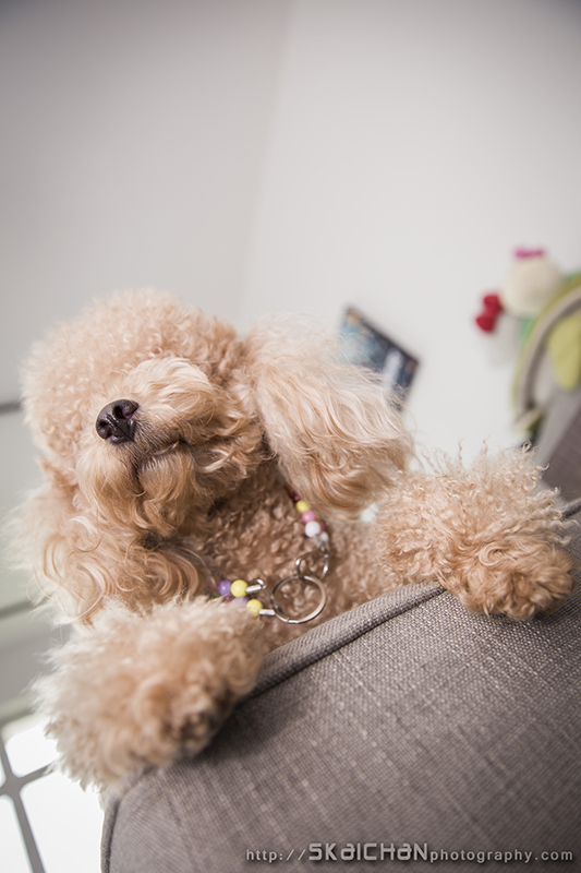 Pet dog photoshoot session with Elmo and Eby at Hougang (indoor) Pet dog photoshoot session with Elmo and Eby at Hougang (indoor)