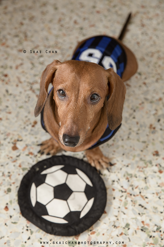 Soccer themed pet dog photoshoot session with Luckie Chan Soccer themed pet dog photoshoot session with Luckie Chan