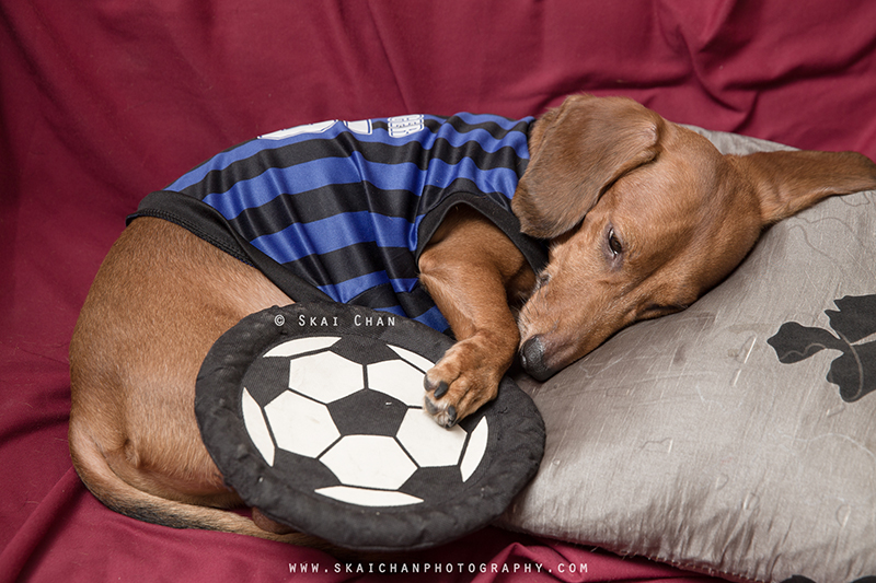 Soccer themed pet dog photoshoot session with Luckie Chan Soccer themed pet dog photoshoot session with Luckie Chan
