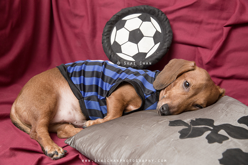 Soccer themed pet dog photoshoot session with Luckie Chan Soccer themed pet dog photoshoot session with Luckie Chan