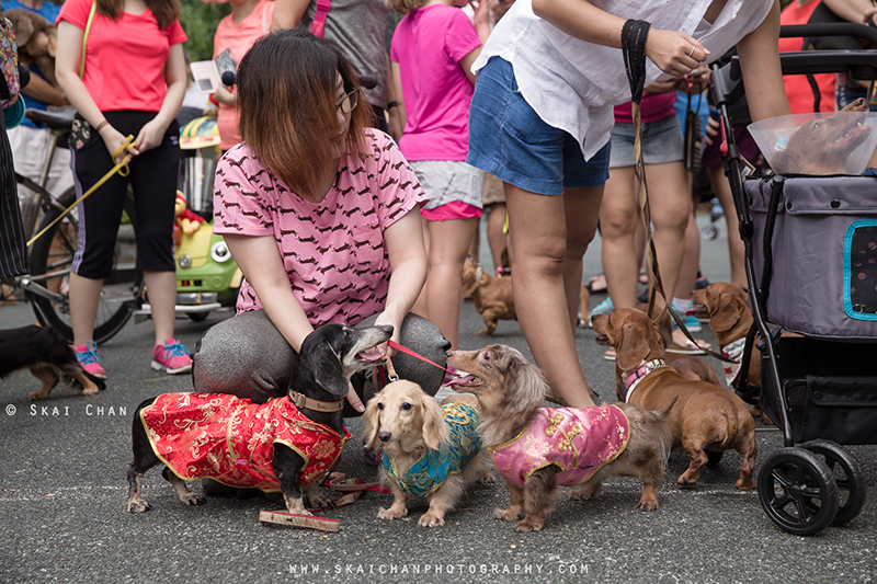 Pet dog photoshoot session with Singapore Dachies at Singapore Botanic Gardens Pet dog photoshoot session with Singapore Dachies at Singapore Botanic Gardens