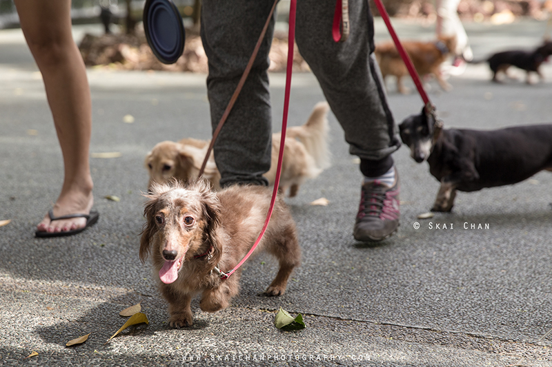 Pet dog photoshoot session with Singapore Dachies at Singapore Botanic Gardens Pet dog photoshoot session with Singapore Dachies at Singapore Botanic Gardens