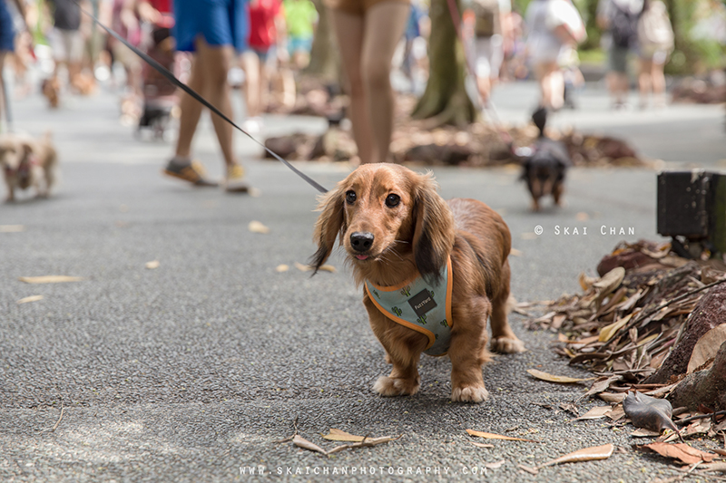 Pet dog photoshoot session with Singapore Dachies at Singapore Botanic Gardens Pet dog photoshoot session with Singapore Dachies at Singapore Botanic Gardens