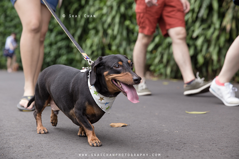 Pet dog photoshoot session with Singapore Dachies at Singapore Botanic Gardens Pet dog photoshoot session with Singapore Dachies at Singapore Botanic Gardens