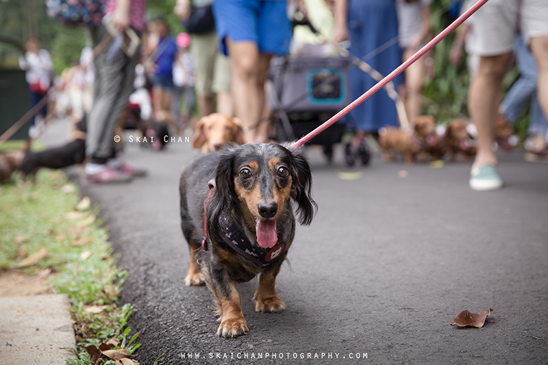 Pet dog photoshoot session with Singapore Dachies at Singapore Botanic Gardens Pet dog photoshoot session with Singapore Dachies at Singapore Botanic Gardens
