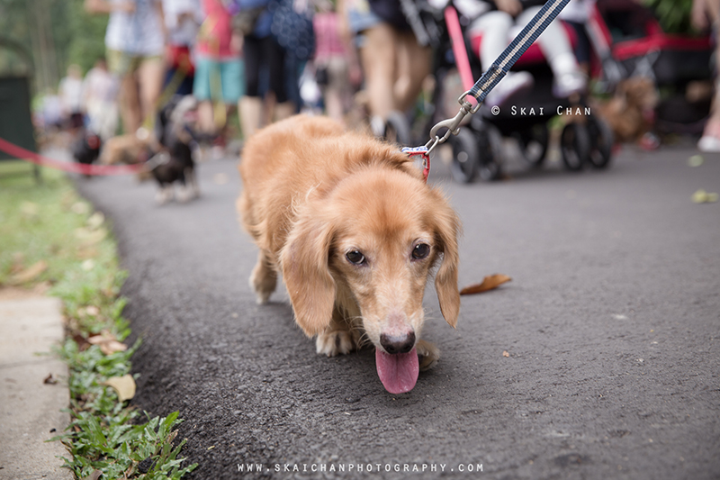 Pet dog photoshoot session with Singapore Dachies at Singapore Botanic Gardens Pet dog photoshoot session with Singapore Dachies at Singapore Botanic Gardens