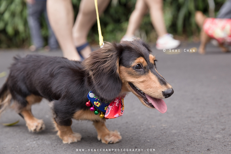 Pet dog photoshoot session with Singapore Dachies at Singapore Botanic Gardens Pet dog photoshoot session with Singapore Dachies at Singapore Botanic Gardens