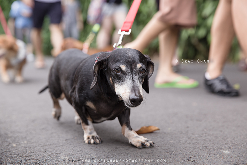 Pet dog photoshoot session with Singapore Dachies at Singapore Botanic Gardens Pet dog photoshoot session with Singapore Dachies at Singapore Botanic Gardens