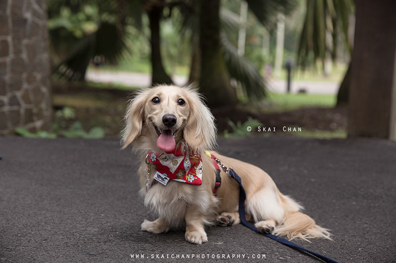 Pet dog photoshoot session with Singapore Dachies at Singapore Botanic Gardens Pet dog photoshoot session with Singapore Dachies at Singapore Botanic Gardens