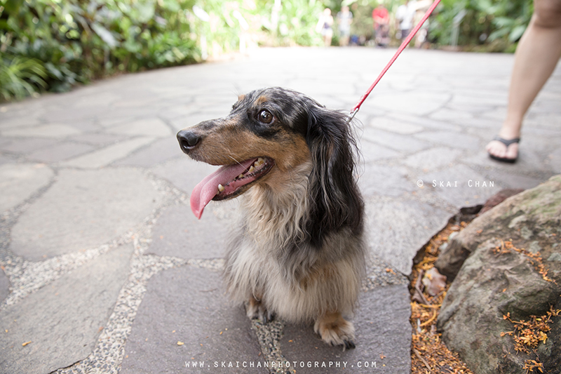 Pet dog photoshoot session with Singapore Dachies at Singapore Botanic Gardens Pet dog photoshoot session with Singapore Dachies at Singapore Botanic Gardens