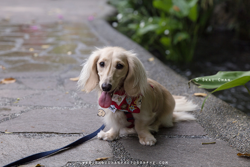Pet dog photoshoot session with Singapore Dachies at Singapore Botanic Gardens Pet dog photoshoot session with Singapore Dachies at Singapore Botanic Gardens
