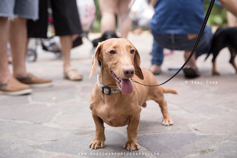 Pet dog photoshoot session with Singapore Dachies at Singapore Botanic Gardens Pet dog photoshoot session with Singapore Dachies at Singapore Botanic Gardens