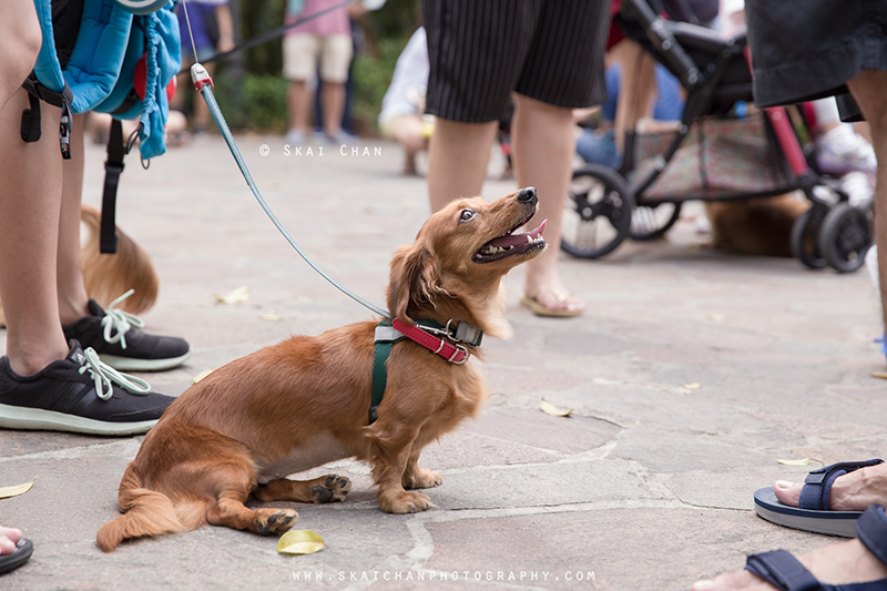 Pet dog photoshoot session with Singapore Dachies at Singapore Botanic Gardens Pet dog photoshoot session with Singapore Dachies at Singapore Botanic Gardens