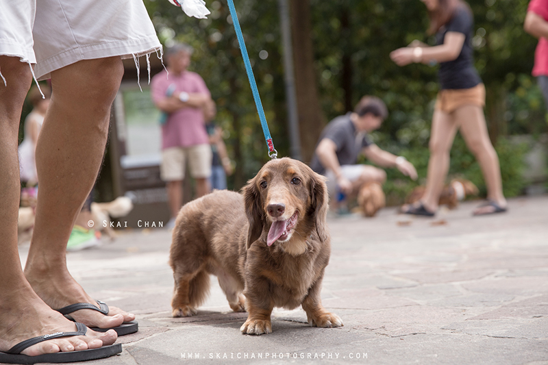 Pet dog photoshoot session with Singapore Dachies at Singapore Botanic Gardens Pet dog photoshoot session with Singapore Dachies at Singapore Botanic Gardens