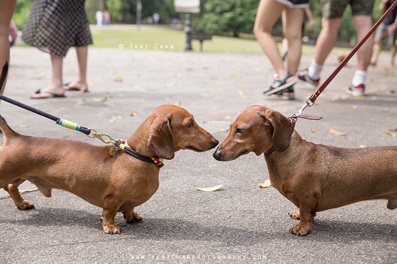 Pet dog photoshoot session with Singapore Dachies at Singapore Botanic Gardens Pet dog photoshoot session with Singapore Dachies at Singapore Botanic Gardens