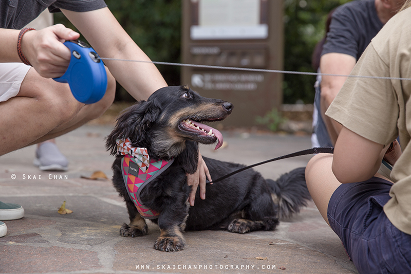 Pet dog photoshoot session with Singapore Dachies at Singapore Botanic Gardens Pet dog photoshoot session with Singapore Dachies at Singapore Botanic Gardens