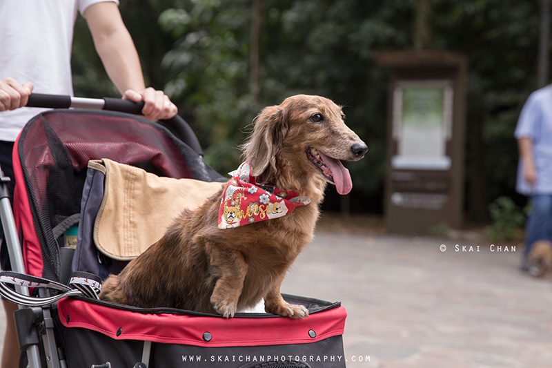 Pet dog photoshoot session with Singapore Dachies at Singapore Botanic Gardens Pet dog photoshoot session with Singapore Dachies at Singapore Botanic Gardens