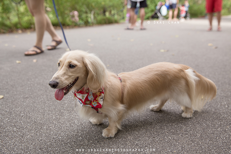 Pet dog photoshoot session with Singapore Dachies at Singapore Botanic Gardens Pet dog photoshoot session with Singapore Dachies at Singapore Botanic Gardens