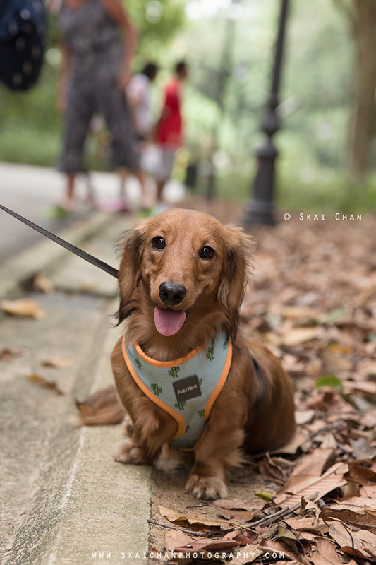 Pet dog photoshoot session with Singapore Dachies at Singapore Botanic Gardens Pet dog photoshoot session with Singapore Dachies at Singapore Botanic Gardens