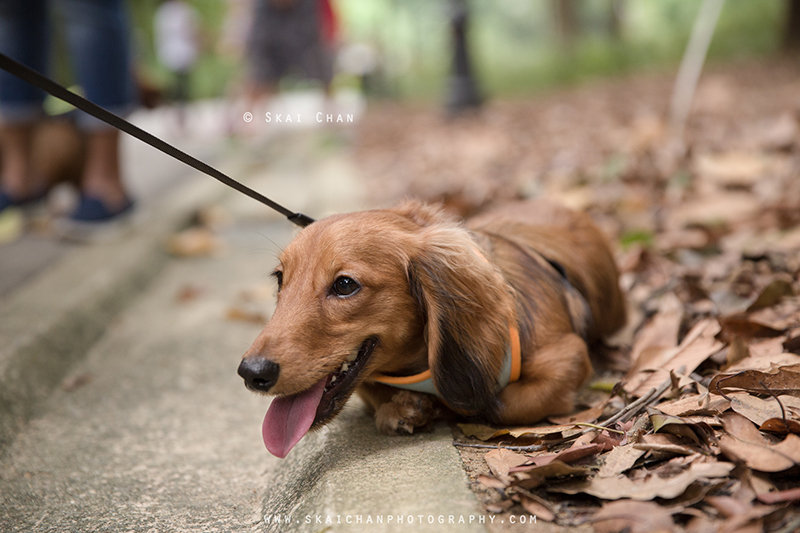 Pet dog photoshoot session with Singapore Dachies at Singapore Botanic Gardens Pet dog photoshoot session with Singapore Dachies at Singapore Botanic Gardens