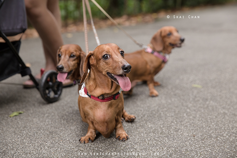 Pet dog photoshoot session with Singapore Dachies at Singapore Botanic Gardens Pet dog photoshoot session with Singapore Dachies at Singapore Botanic Gardens