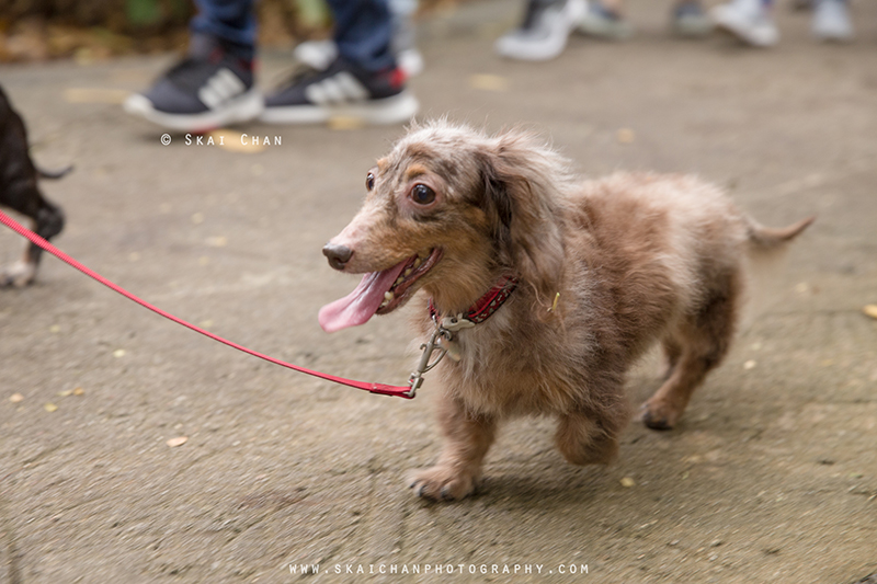 Pet dog photoshoot session with Singapore Dachies at Singapore Botanic Gardens Pet dog photoshoot session with Singapore Dachies at Singapore Botanic Gardens