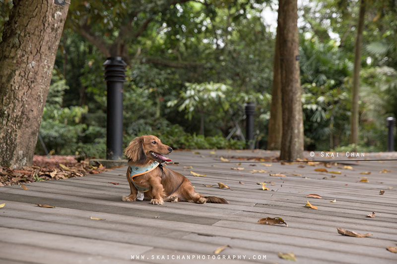 Pet dog photoshoot session with Singapore Dachies at Singapore Botanic Gardens Pet dog photoshoot session with Singapore Dachies at Singapore Botanic Gardens