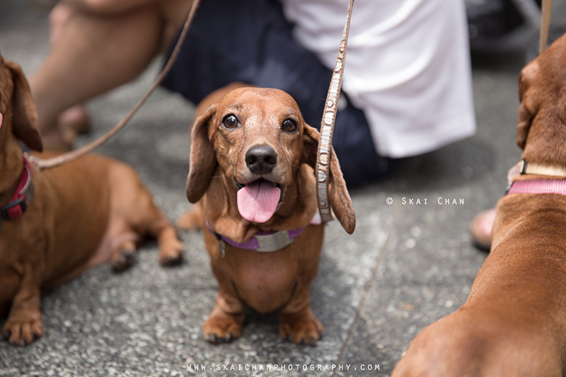 Pet dog photoshoot session with Singapore Dachies at Singapore Botanic Gardens Pet dog photoshoot session with Singapore Dachies at Singapore Botanic Gardens