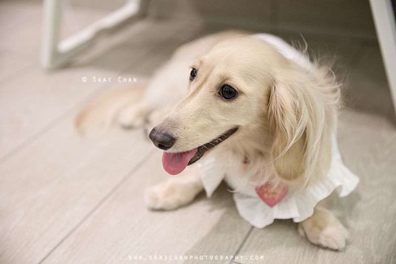 Pet dog photoshoot session with Ttang Kong at Yishun (indoor) Pet dog photoshoot session with Ttang Kong at Yishun (indoor)