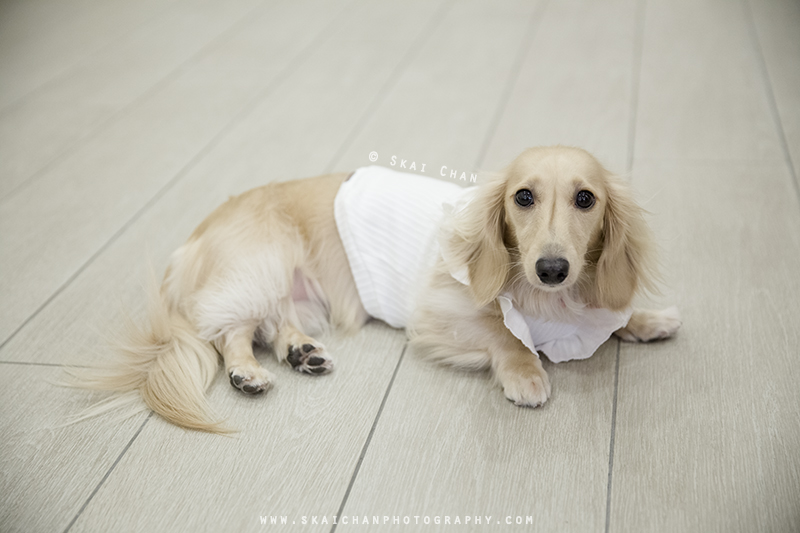 Pet dog photoshoot session with Ttang Kong at Yishun (indoor) Pet dog photoshoot session with Ttang Kong at Yishun (indoor)