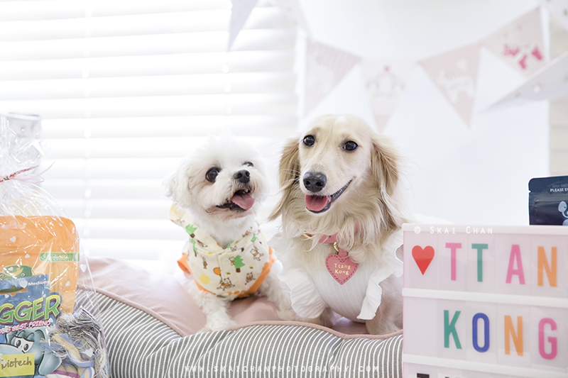 Pet dog photoshoot session with Ttang Kong at Yishun (indoor) Pet dog photoshoot session with Ttang Kong at Yishun (indoor)