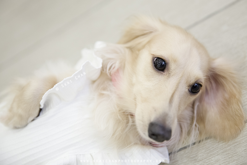 Pet dog photoshoot session with Ttang Kong at Yishun (indoor) Pet dog photoshoot session with Ttang Kong at Yishun (indoor)