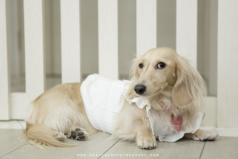Pet dog photoshoot session with Ttang Kong at Yishun (indoor) Pet dog photoshoot session with Ttang Kong at Yishun (indoor)