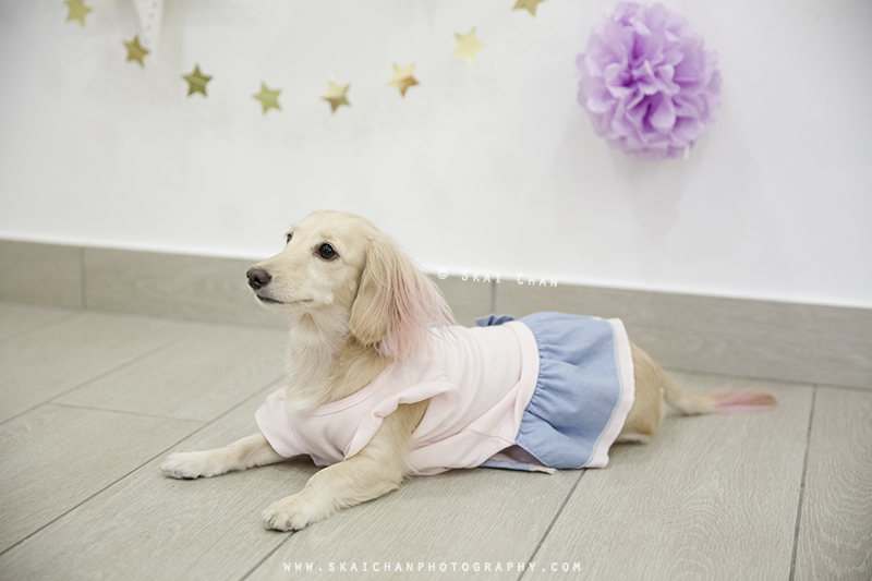 Pet dog photoshoot session with Ttang Kong at Yishun (indoor) Pet dog photoshoot session with Ttang Kong at Yishun (indoor)