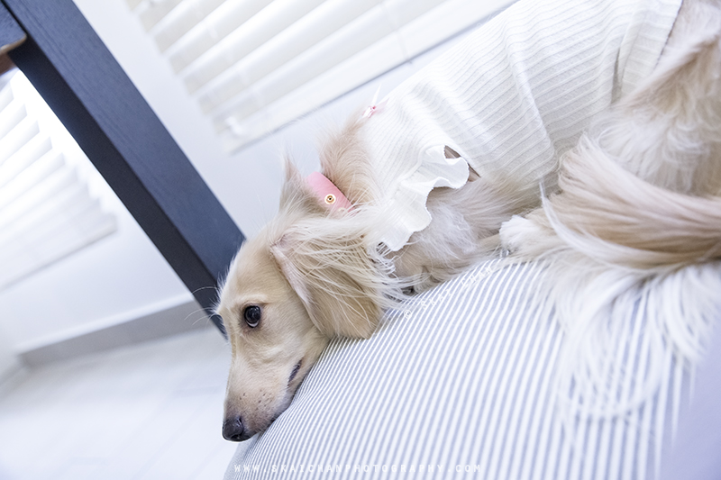 Pet dog photoshoot session with Ttang Kong at Yishun (indoor) Pet dog photoshoot session with Ttang Kong at Yishun (indoor)