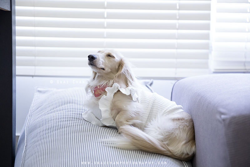 Pet dog photoshoot session with Ttang Kong at Yishun (indoor) Pet dog photoshoot session with Ttang Kong at Yishun (indoor)
