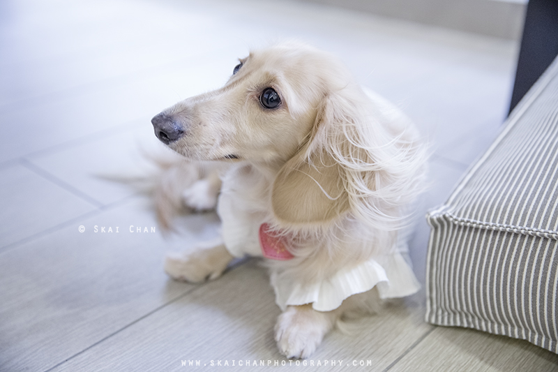 Pet dog photoshoot session with Ttang Kong at Yishun (indoor) Pet dog photoshoot session with Ttang Kong at Yishun (indoor)